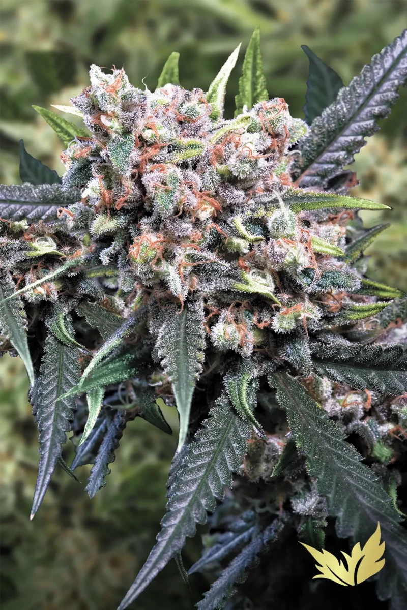 Auto-Wappa-Paradise-Seeds