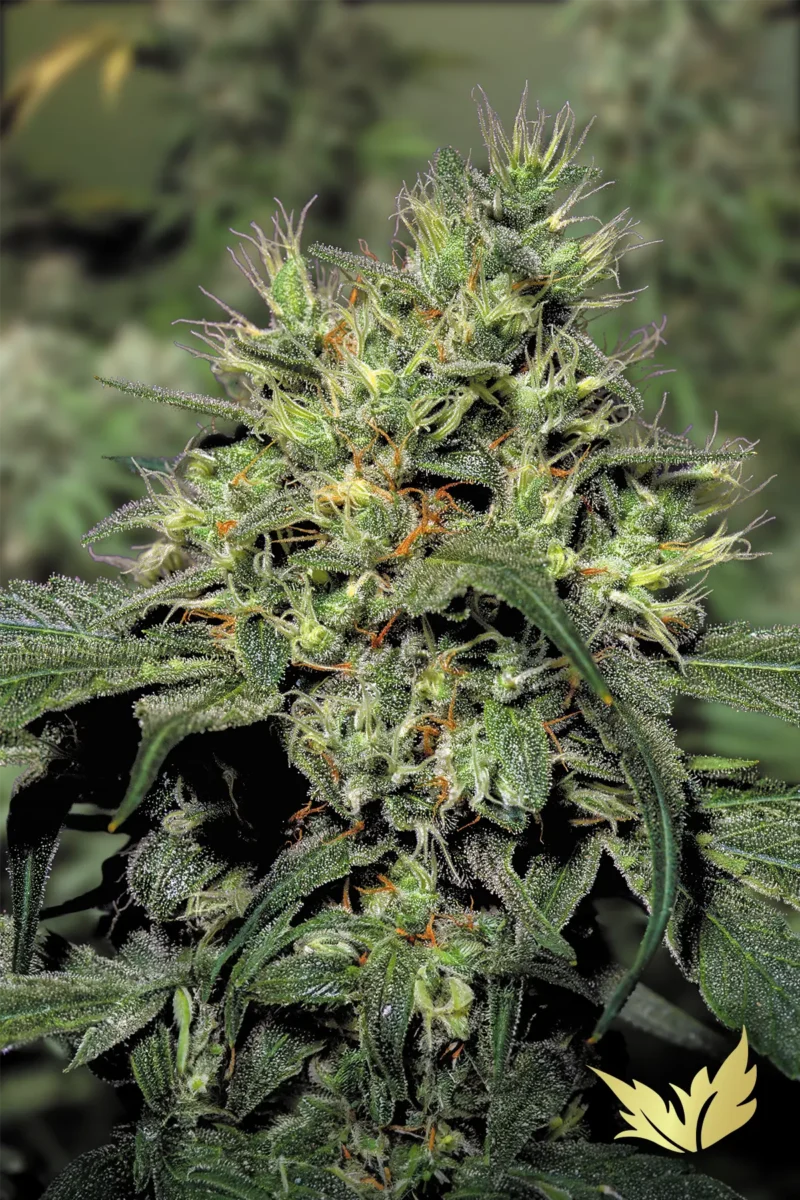 Dutch-Dragon-Paradise-Seeds