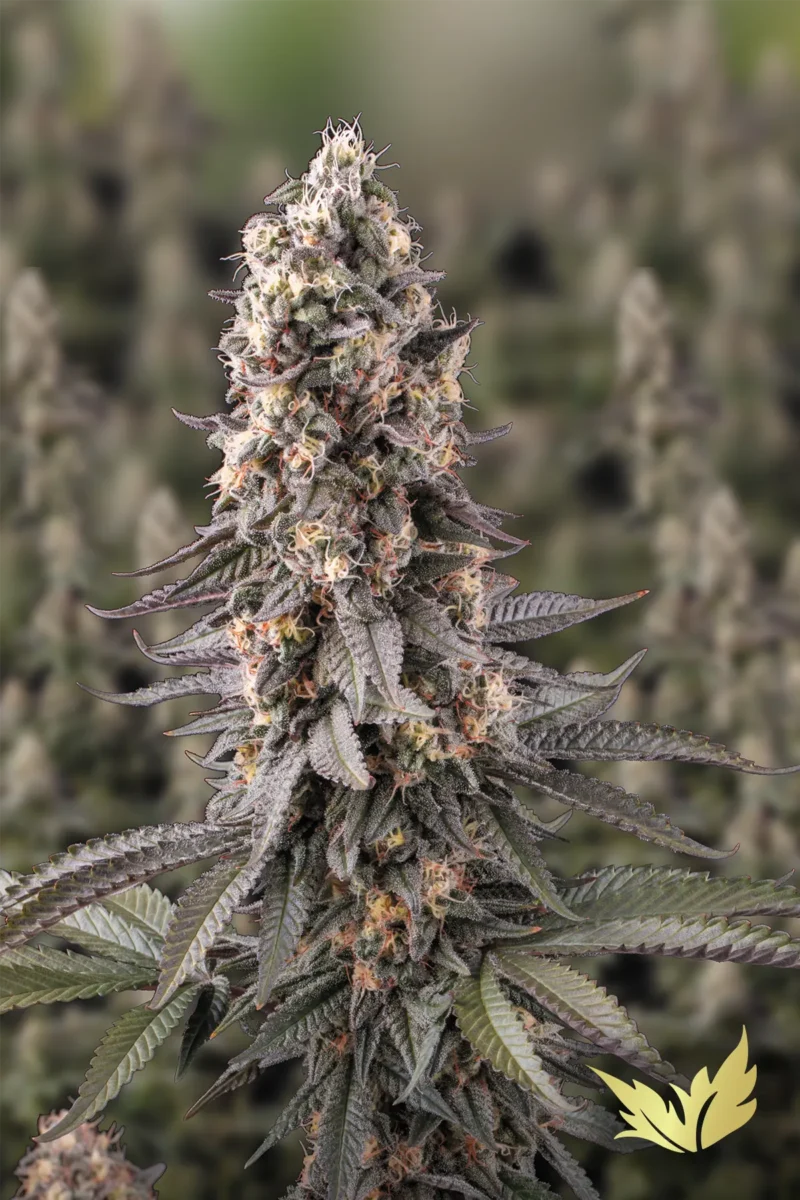El-Dorado-OG-Paradise-Seeds