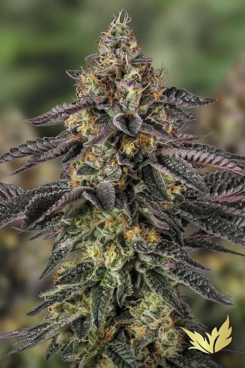 Sunset-Paradise-1-Paradise-Seeds