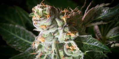 Feminized Cannabis Seeds