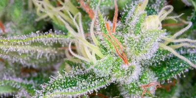 Autoflowering Seeds